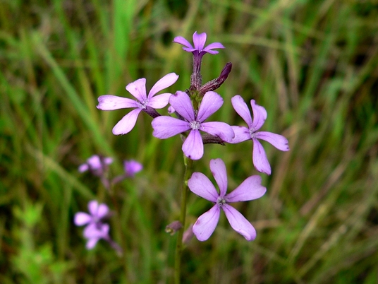 {Buchnera floridana}